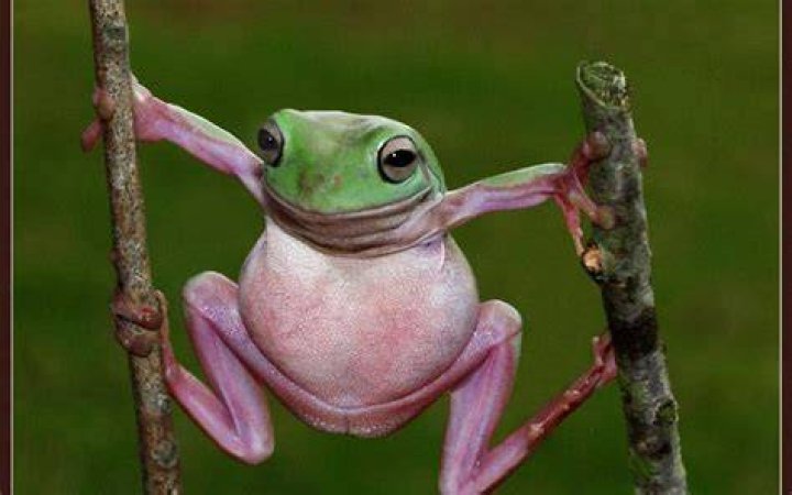 70+ Unique And Funny Frog Names You Will Love Kids n Clicks