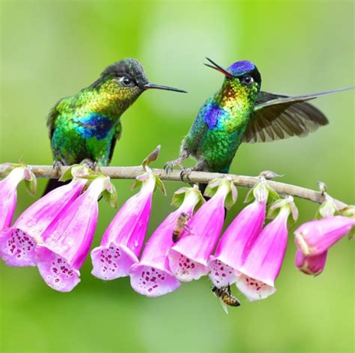 A hummingbird and a flower in Quito