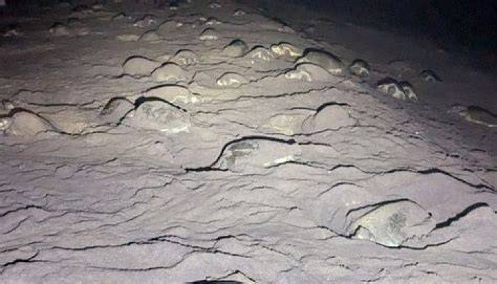 A nest of Olive Ridley Sea Turtles hatching