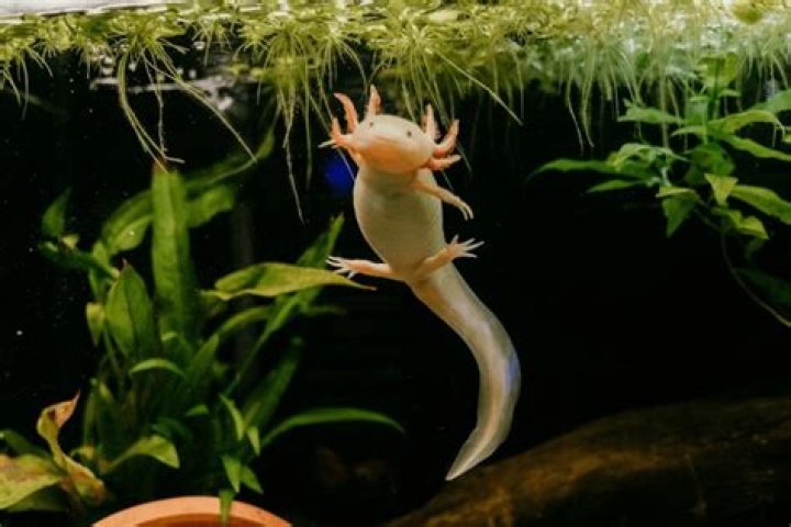 A Regular Axolotl swimming around in the water in a cave in Minecraft&nbsp;