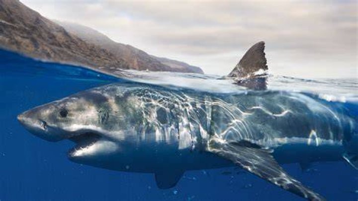 A split image of sharks and a scuba diver