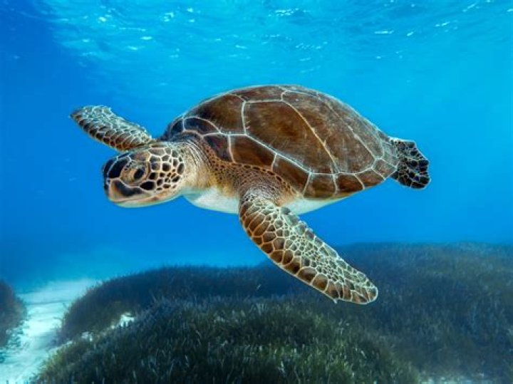 A Turtle's Tale 2: Sammy's Escape from Paradise