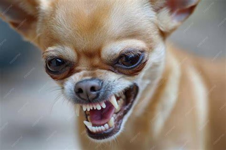 aggressive chihuahua