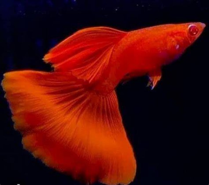 Albino Full Red Guppy_Erdem Aytas_shutterstock