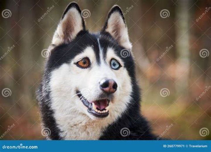 an excited Siberian husky dog with its tongue out