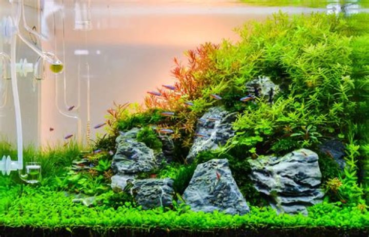 Aquarium light_TIPAKORN MAKORNSEN_Shutterstock