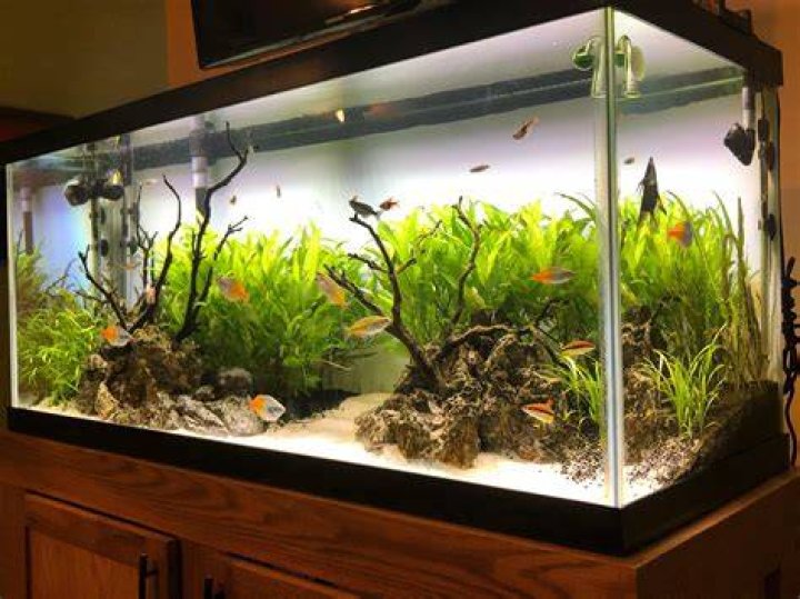 aquarium set up_Krysja_Shutterstock