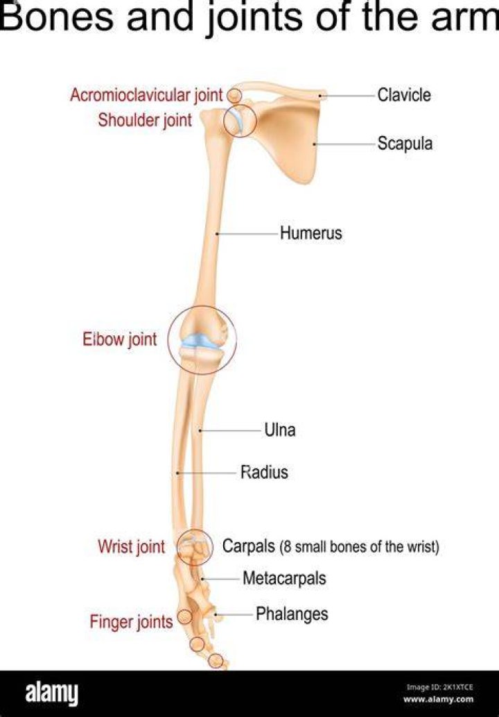 Arm, Human leg, Joint, Shoulder, Standing, Fitness professional, Knee, Muscle, Leg, Abdomen, 