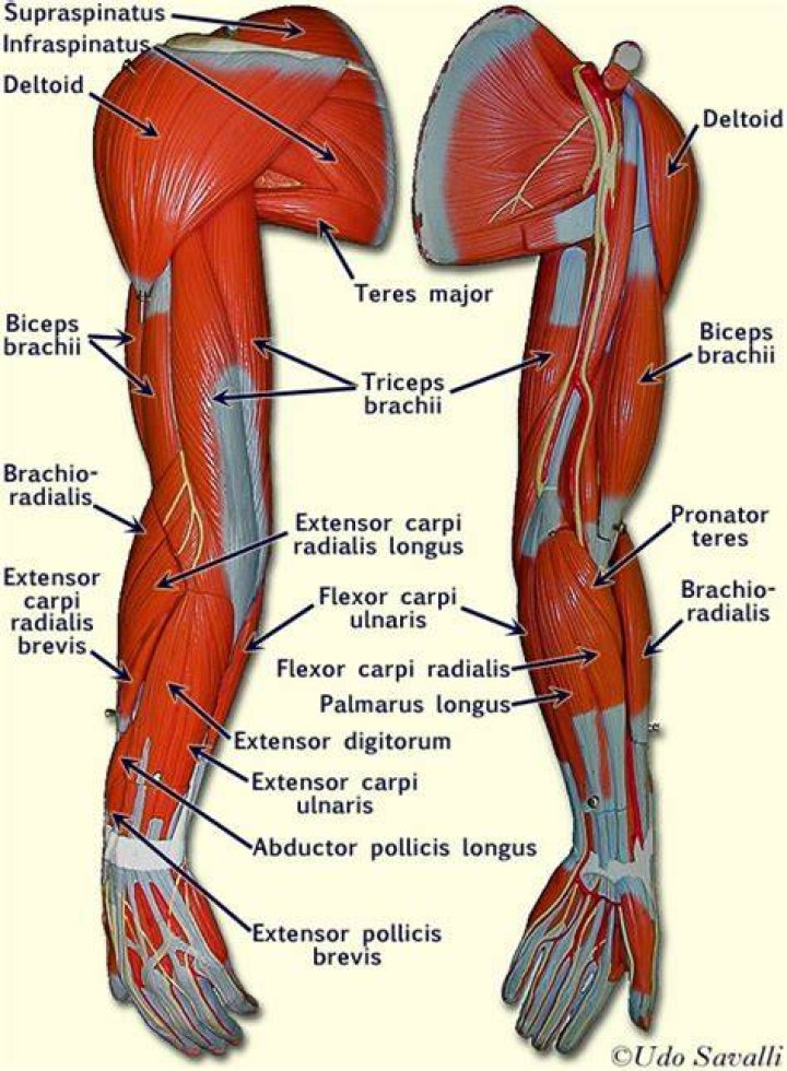 Arm, Muscle, Standing, Shoulder, Leg, Barechested, Human leg, Joint, Elbow, Abdomen, 