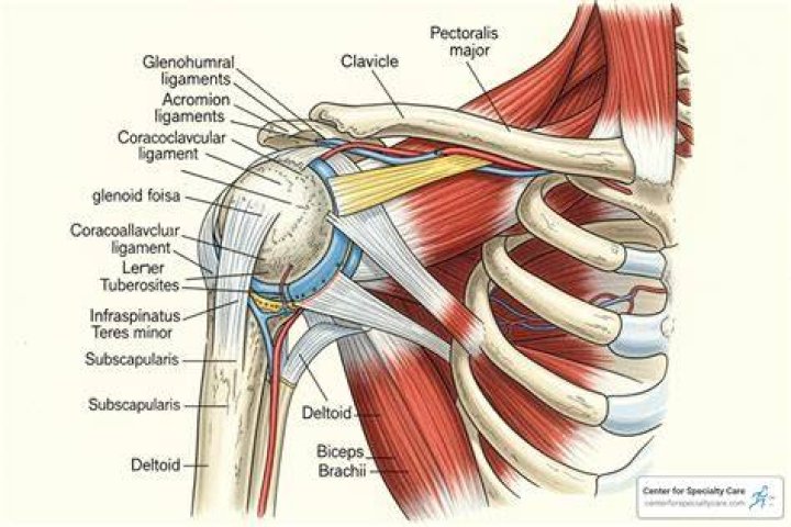 Arm, Shoulder, Joint, Standing, Human body, Leg, Recreation, Muscle, Elbow, Golf club, 