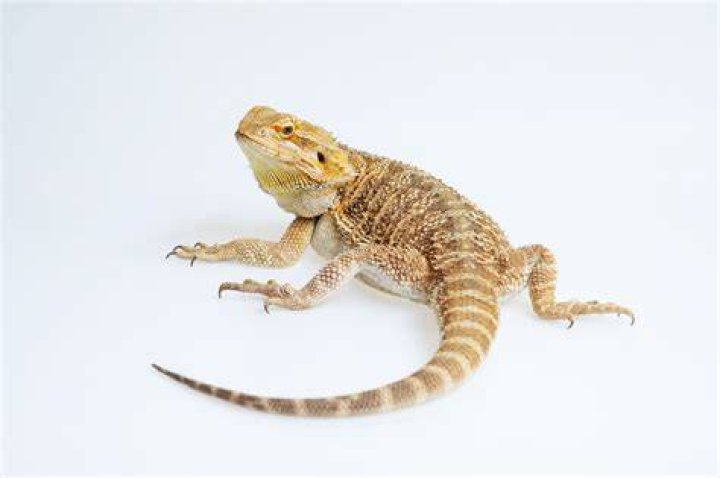 bearded dragon in white background