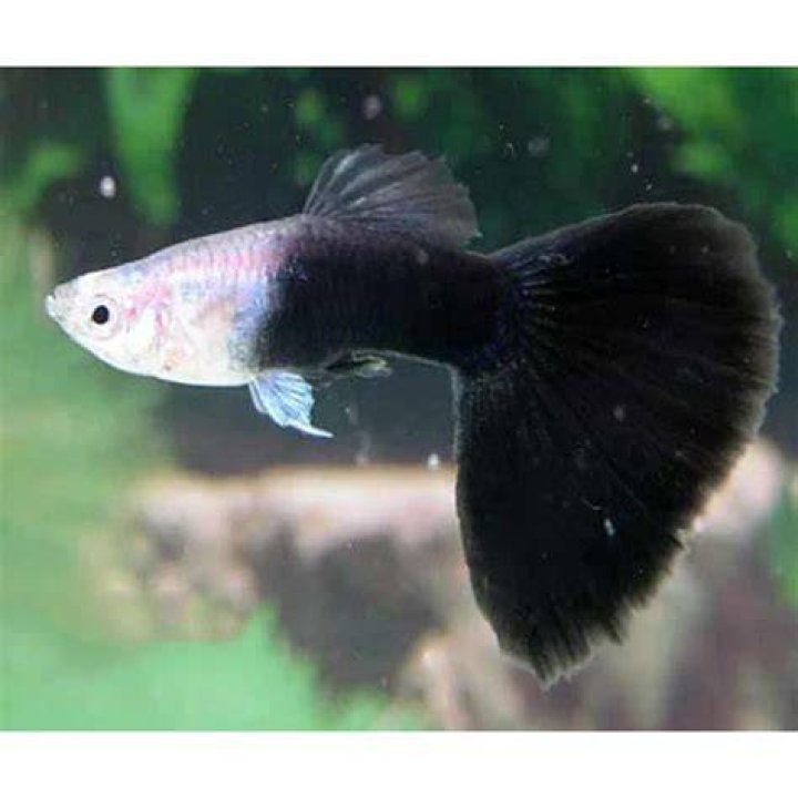 beautiful guppy Half black tail_Arunee Rodloy_shutterstock