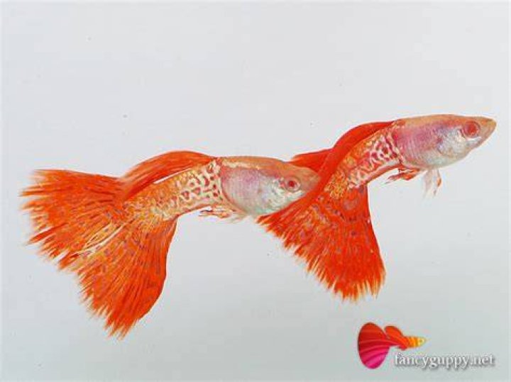 big tail red lace guppy fish_Atip Lekhaphan_shutterstock