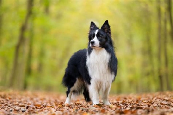 black and white dog on a grass floor