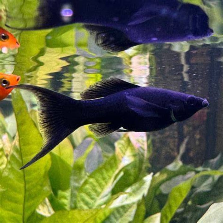 black lyretail molly fish