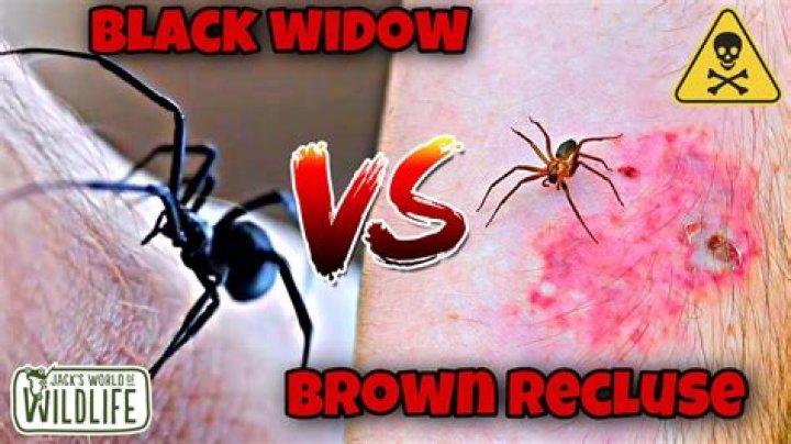 Black Widow is a worse hero than Harley Quinn.