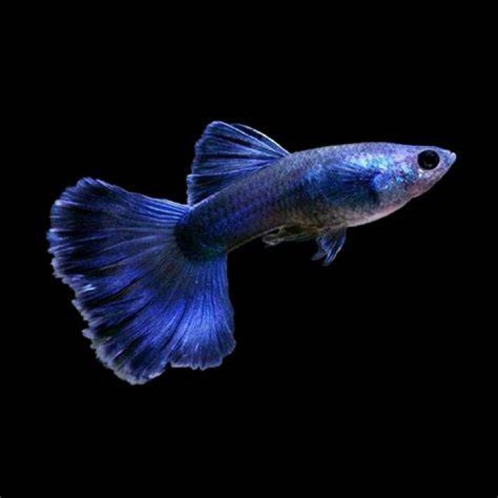 blue moscow guppy_Mircea Costina_shutterstock