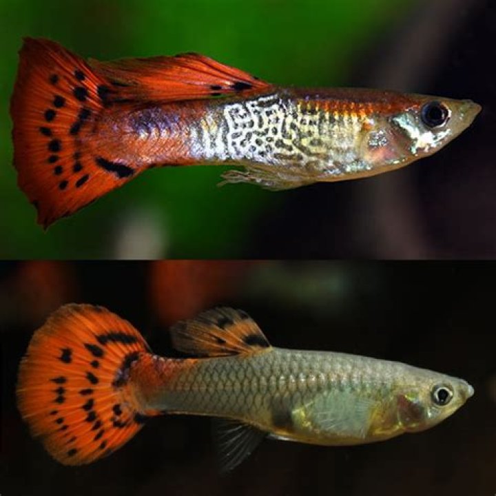 Cobra Guppy