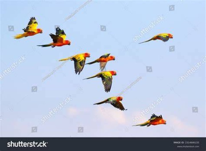 colorful parrots flying in the sky