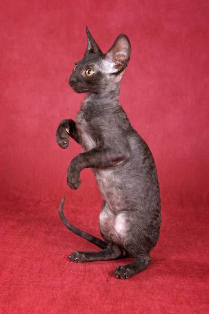 Devon Rex stands on gray background