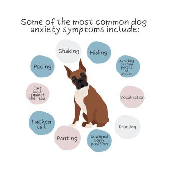 Dog Anxiety