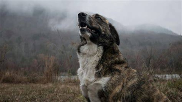 Dog Barking