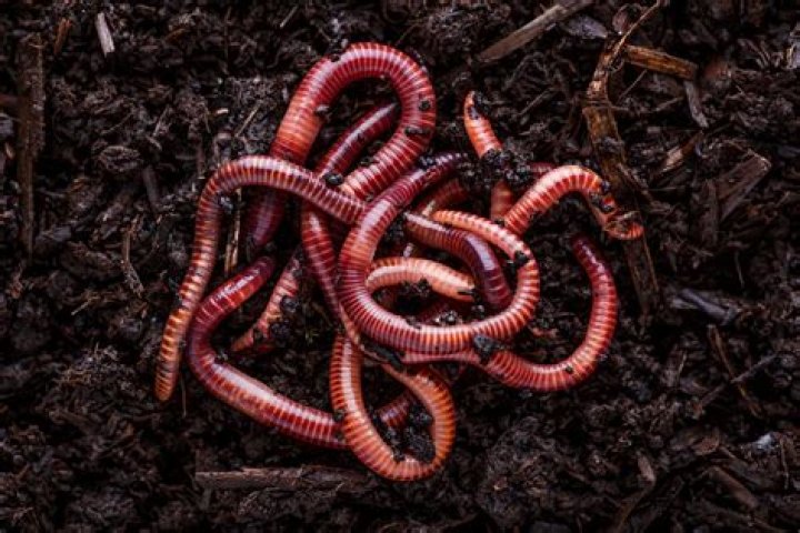 earthworm on the ground
