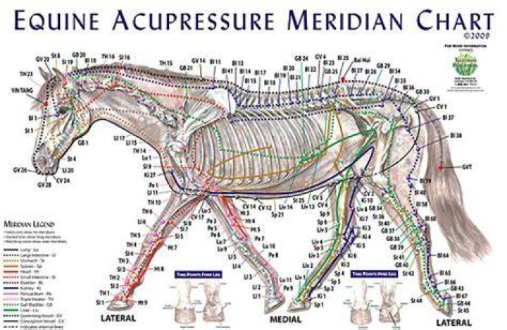 equine acupuncture