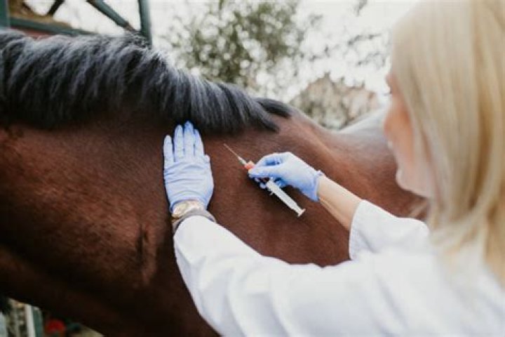 equine veterinarian giving vaccine