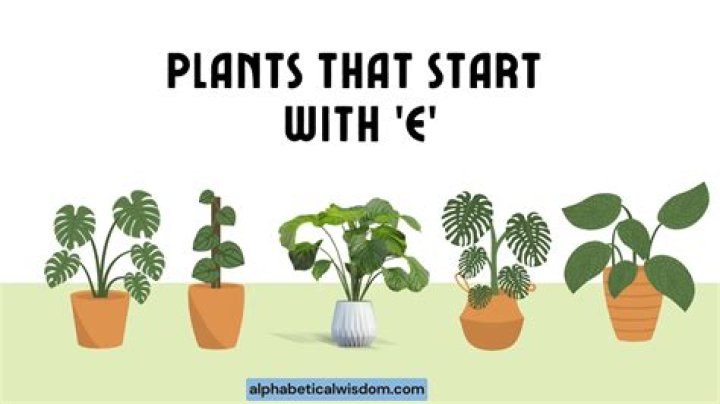 Exploring Plants That Start With A: A Comprehensive Guide