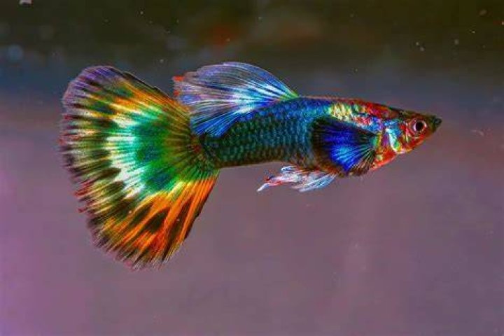 Fancy Guppy multi colors_Yuttana Joe_shutterstock