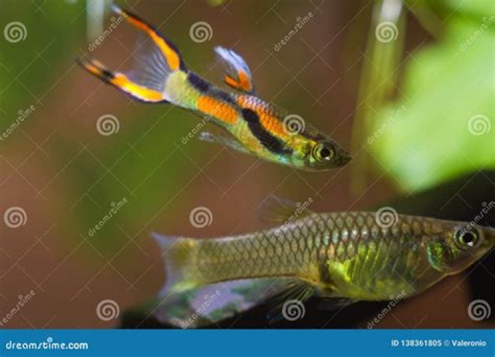 Female guppy endler in freshwater aquarium