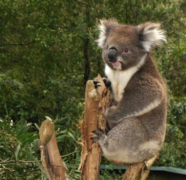 FileKoala.jpg Wikipedia