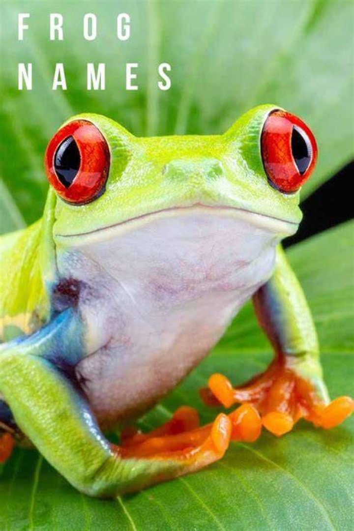 Frog Names Over 300 Funny, Cute, And Cool Ideas