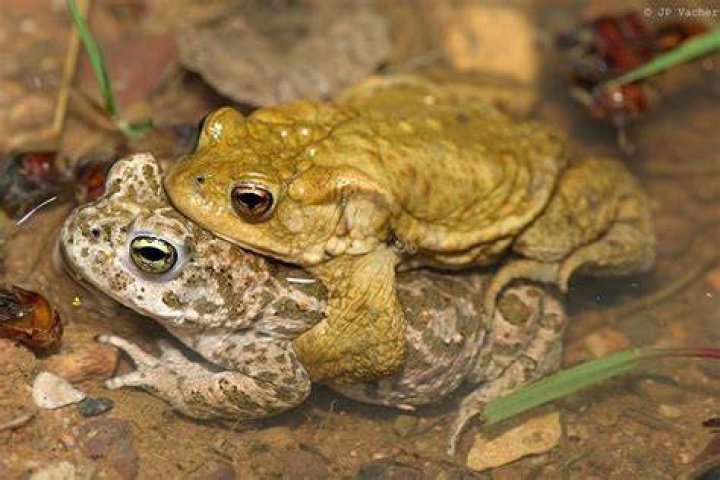 frogs mating on a banana leaf
