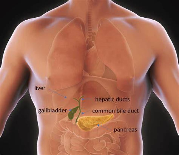 gallbladder gallbladder