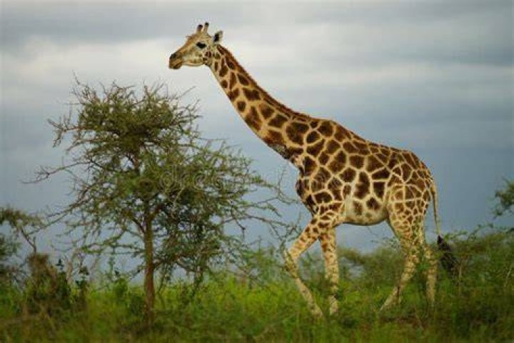 Giraffe in Murchison Fall National Park, Uganda