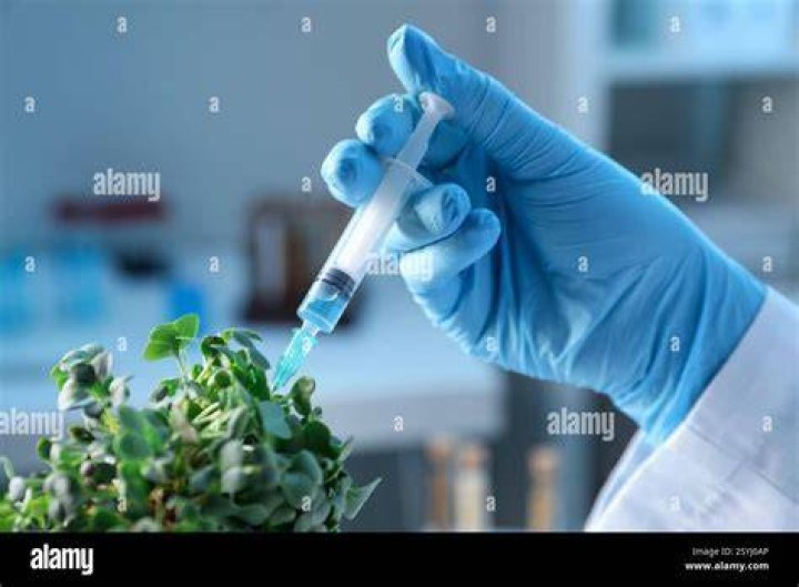GMO scientist injecting liquid from syringe into cucumber gmo scientist injecting liquid from syringe into cucumber