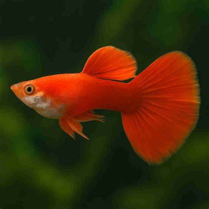 Guppy red male