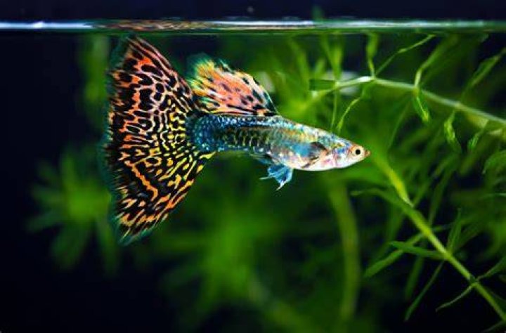 guppy