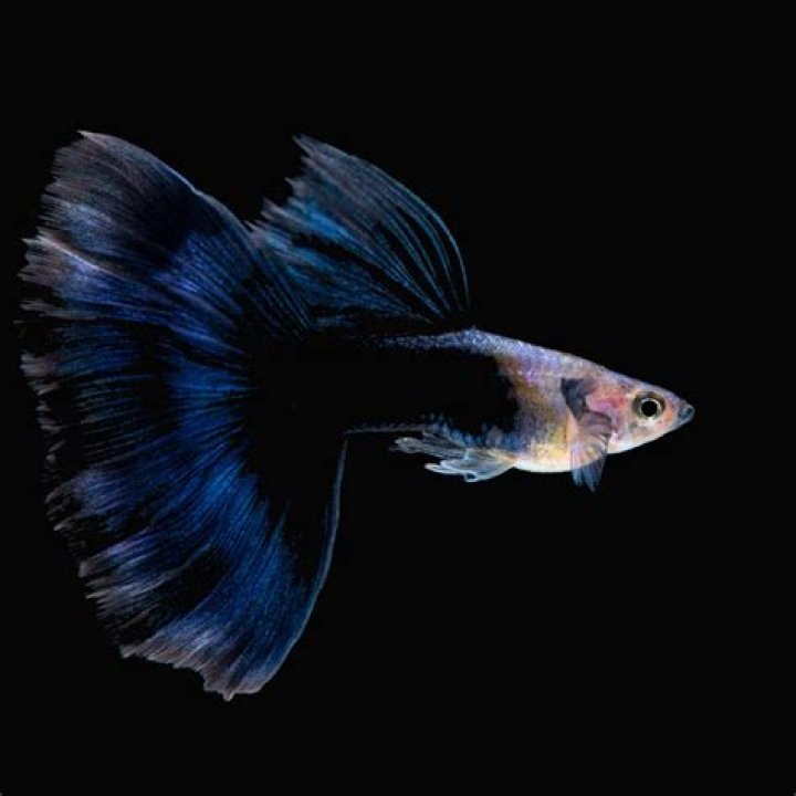 Half Black Blue Tail Guppy_yoyow_shutterstock
