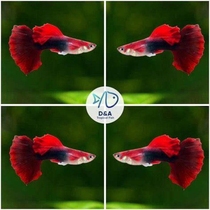 Half black red guppy male with rose dorsal_Rose Garden Guppyroom_shutterstock