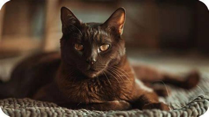 Havana brown cat