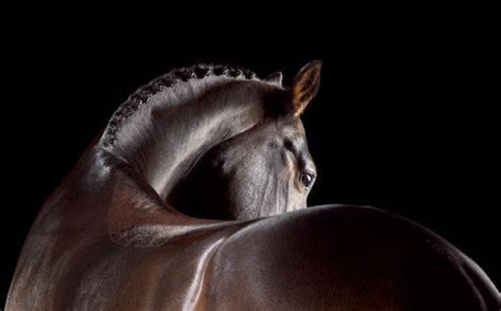 horse photographer