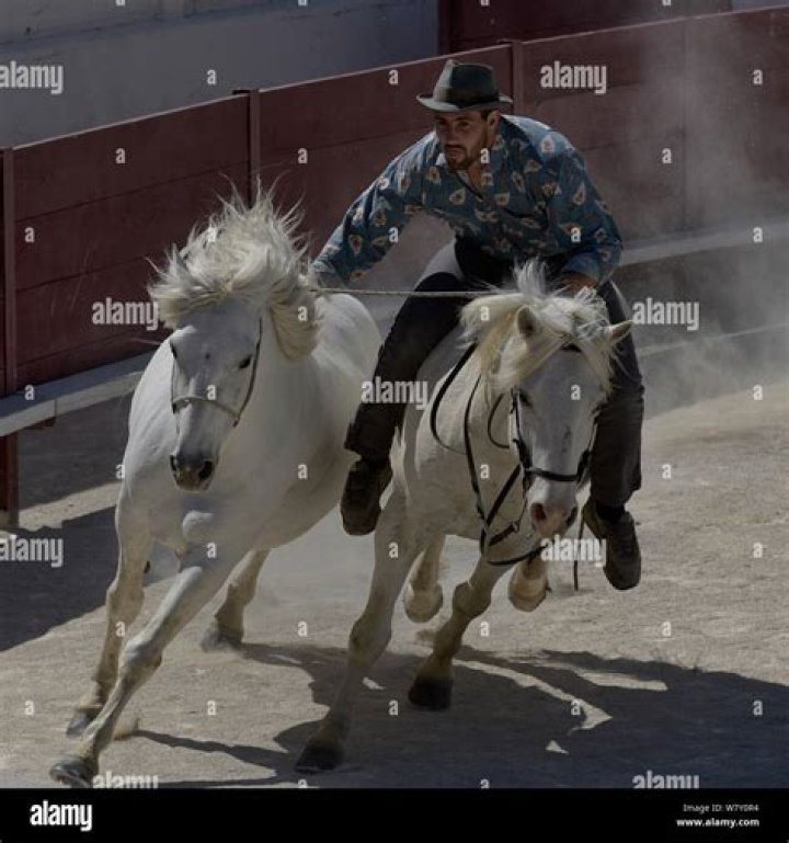 horse stunt rider