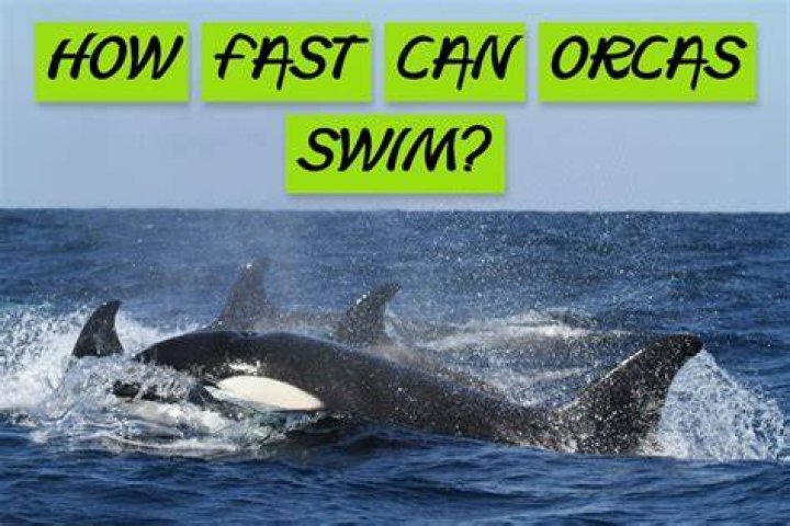 How Fast Can Orcas Swim? ArcticLook