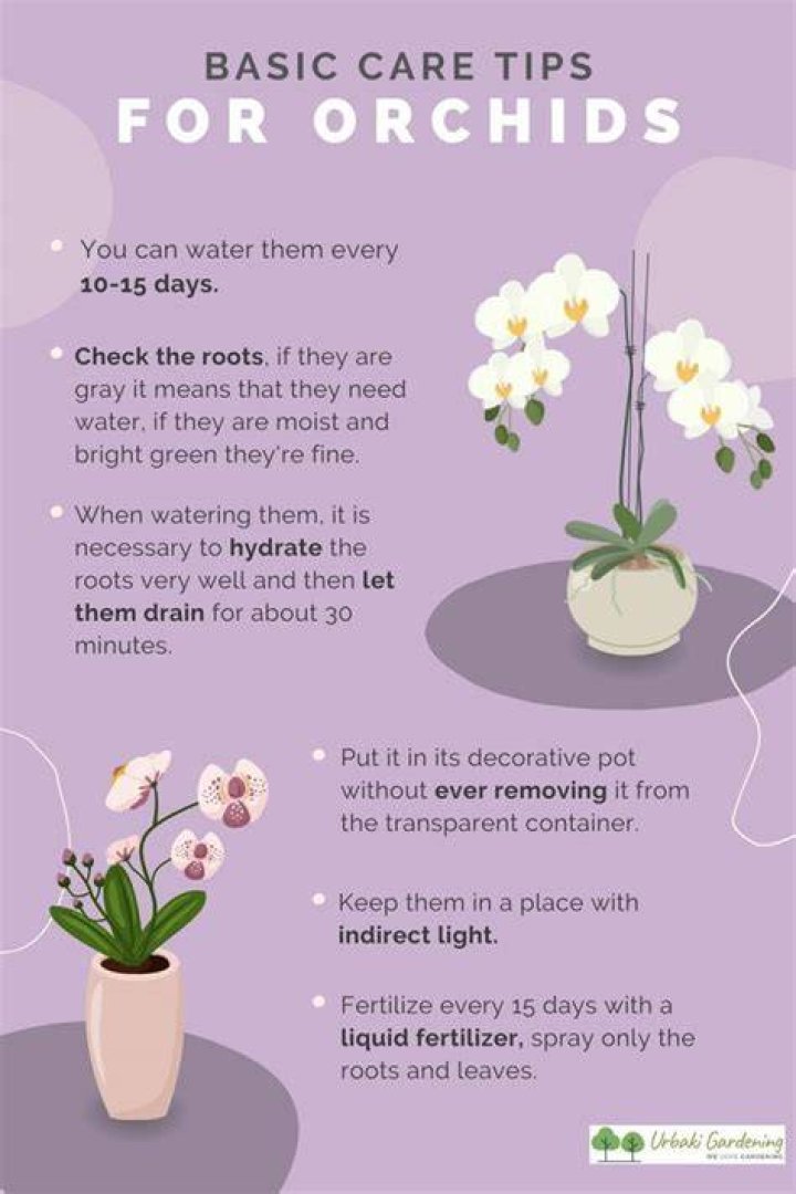 How To Take Care of Orchids