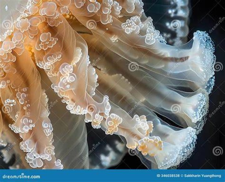 Jellyfish seen under a microscope, thought to be the cause of rashes appearing after swimming at the Mount Beach. Photo / Rod Asher