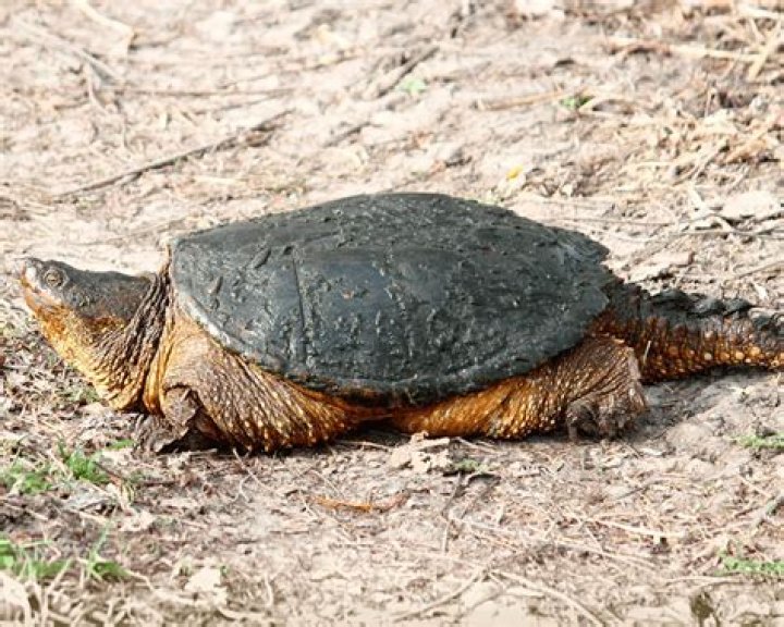 Large Common Snapping Turtle (Chelydra serpentina) basking on a rock