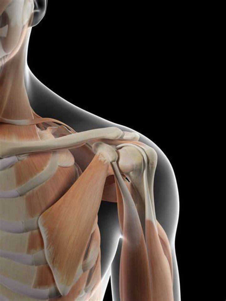 Leg, Human body, Shoulder, Joint, Standing, Human leg, Elbow, Knee, Muscle, Barechested, leg, human body, shoulder, joint, standing, human leg, elbow, knee, muscle, barechested,